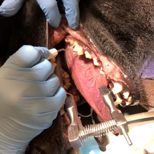 Close up of a dog's mouth during dental cleaning at Animal Care Center of Plainfield